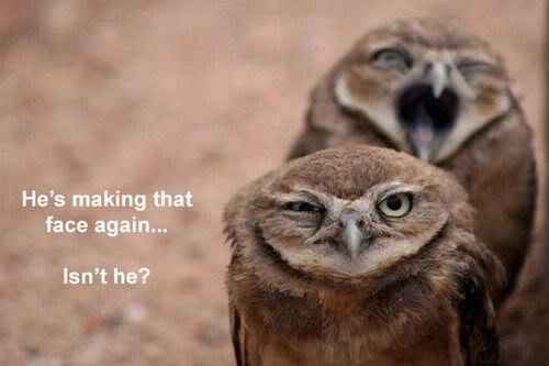 Why are there no Friday animal funnies?