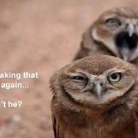 Why are there no Friday animal funnies?