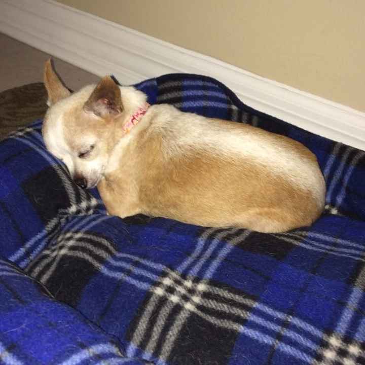 Today is National Pet Day! Let's see those fur babies :)