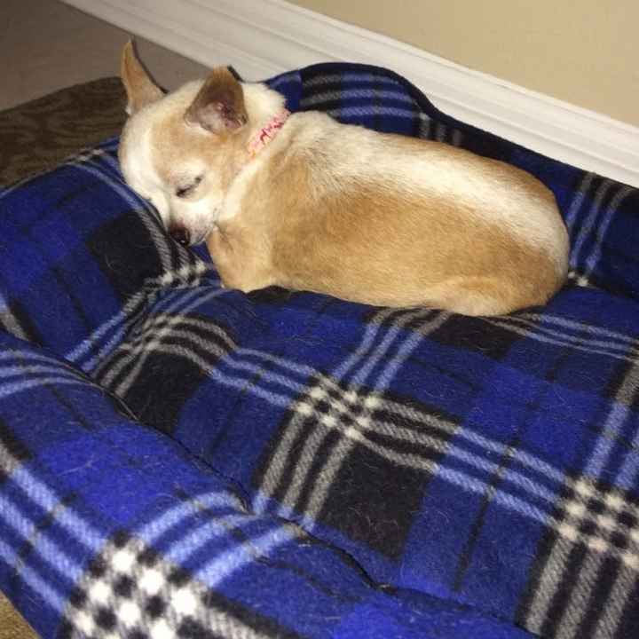 NWR: National Dog Day!