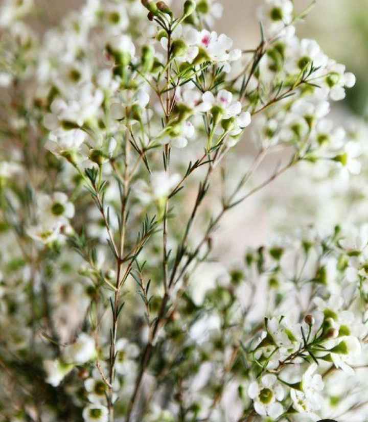 Florals on a Budget - 1