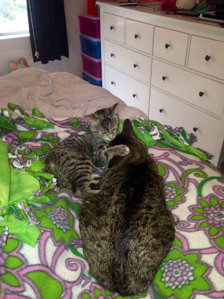 NWR: Tomorrow is National Cat Day!