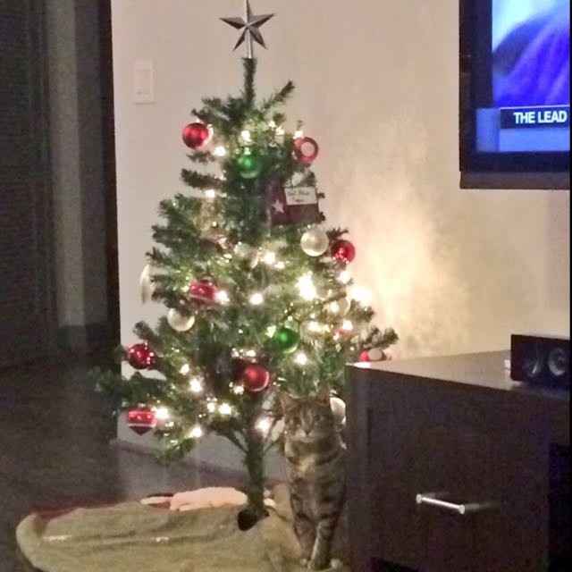 Pet PSA: No Holiday Plants!!!!!