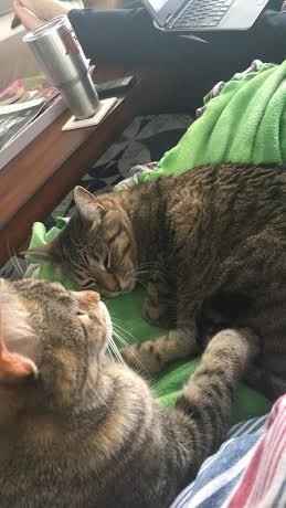 KWR: Who else missed their pets?