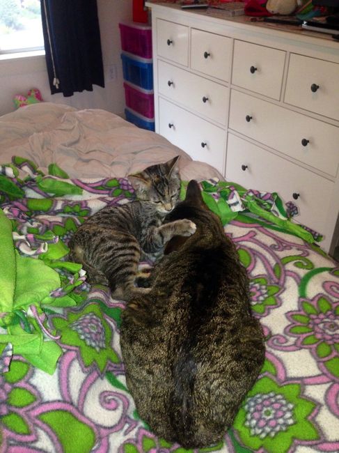 NWR: Tomorrow is National Cat Day!