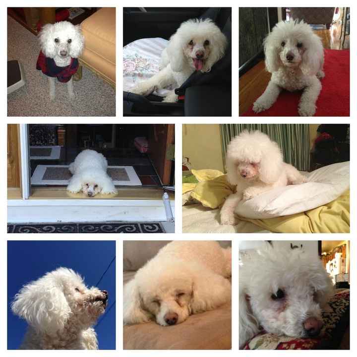 And the dog...