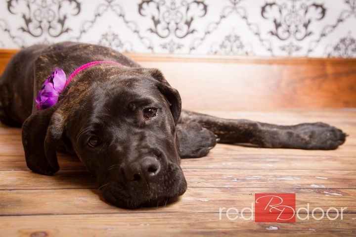 NWR: Pet Post