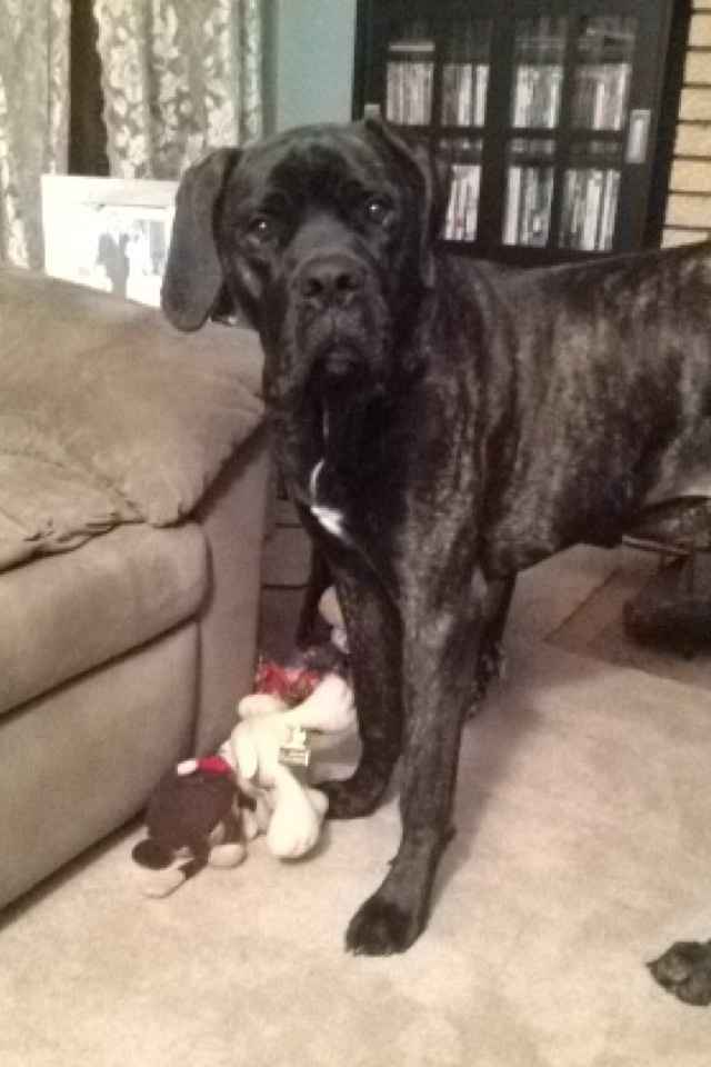 NWR:  Fur Babies