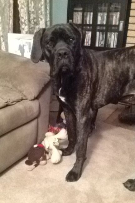 NWR:  Fur Babies