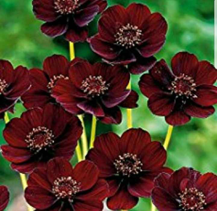 Anyone used chocolate cosmo flowers?