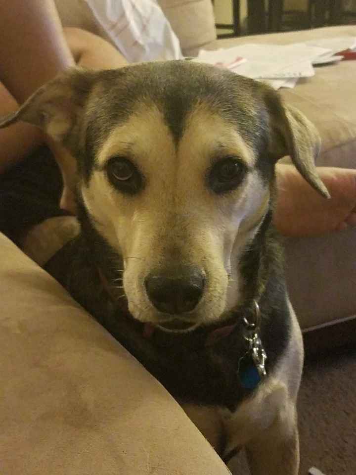 NWR Need puppy prayers!