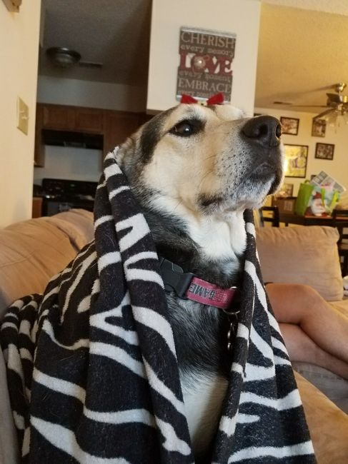 Furbaby pick me up