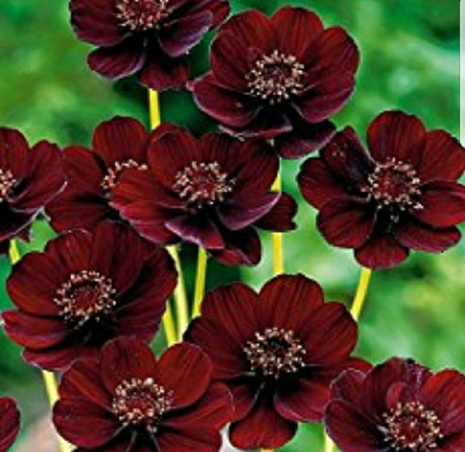 Anyone used chocolate cosmo flowers?