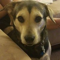 NWR Need puppy prayers!