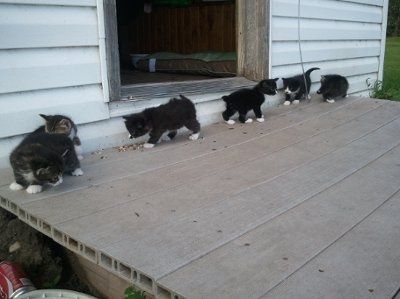 *NWR* Show me your pets/animals! *PICS*