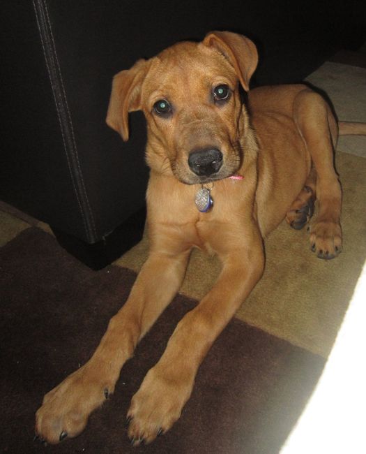 NWR- show me your pet!