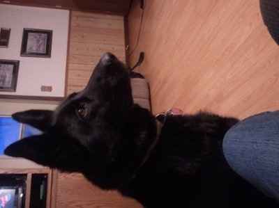 *NWR* Show me your pets/animals! *PICS*