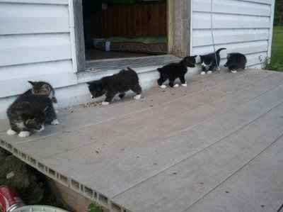 *NWR* Show me your pets/animals! *PICS*