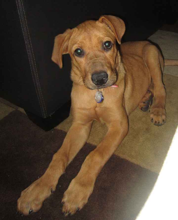 NWR- show me your pet!