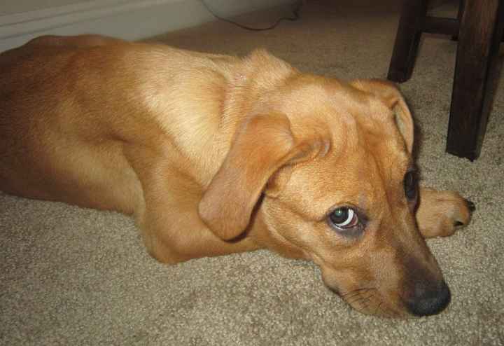 NWR- show me your pet!