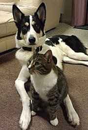 Furbabies (to lighten the mood)