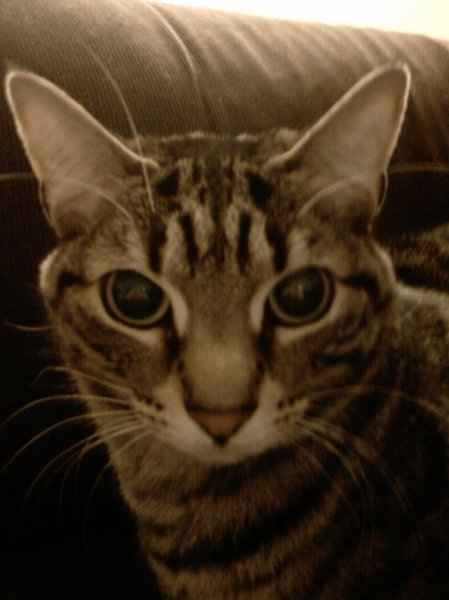 Furbabies (to lighten the mood)