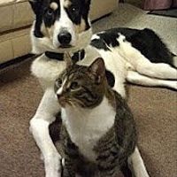 Furbabies (to lighten the mood)