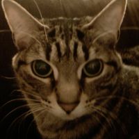 Furbabies (to lighten the mood)