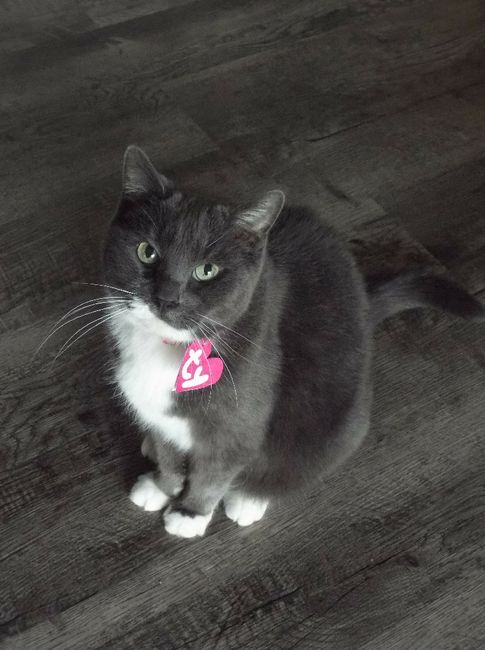 Pet owners! :-) Share your pets - 1