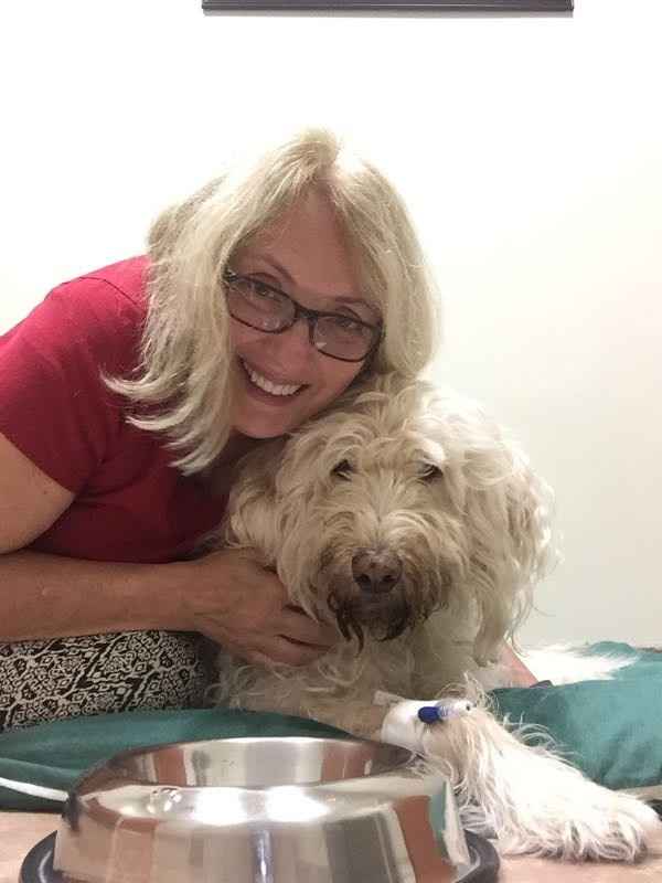 NWR - lost my Labradoodle boy.