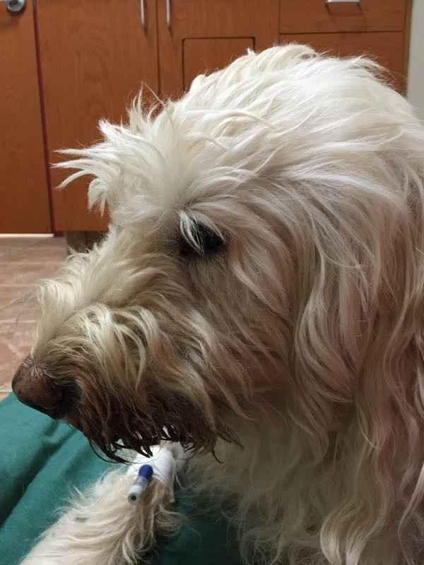 NWR - lost my Labradoodle boy.