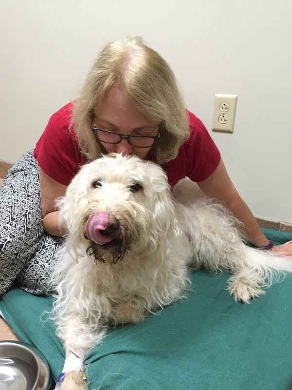 NWR - lost my Labradoodle boy.