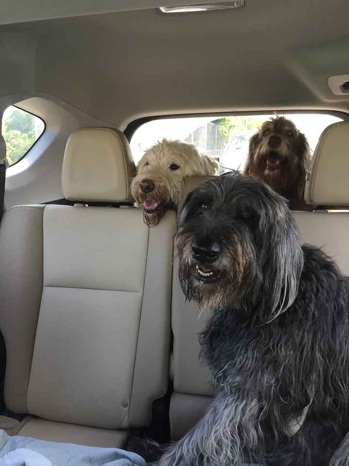 NWR - lost my Labradoodle boy.