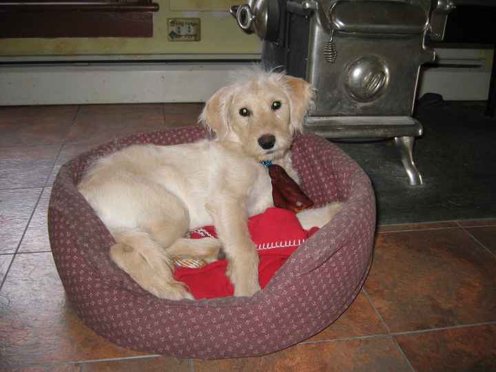 NWR - lost my Labradoodle boy.