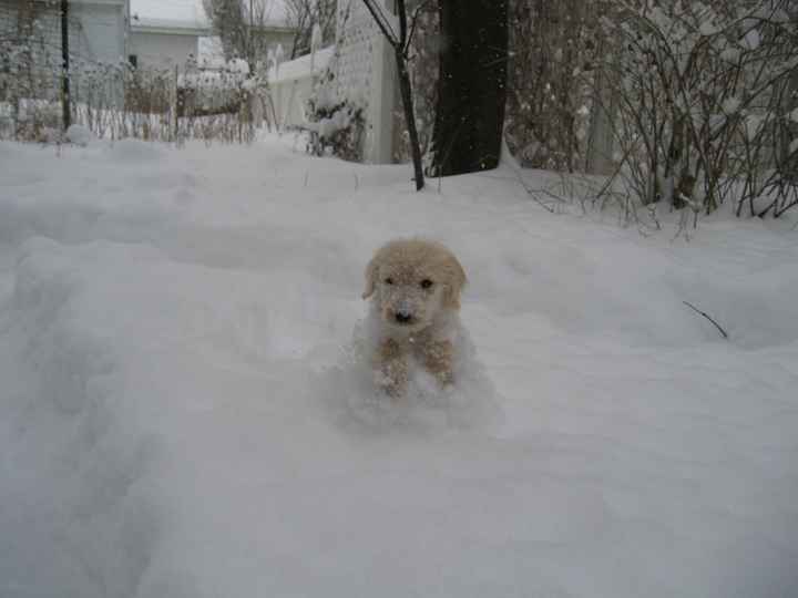 NWR - lost my Labradoodle boy.