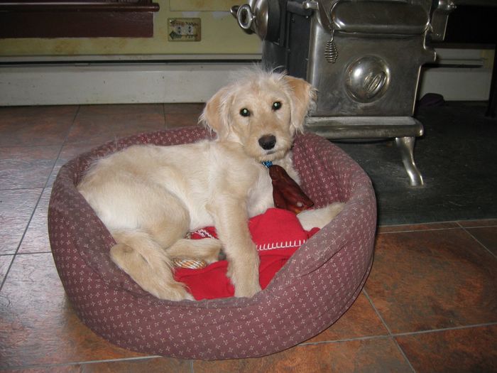 NWR - lost my Labradoodle boy.