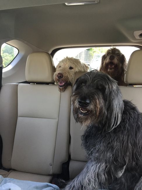 NWR - lost my Labradoodle boy.