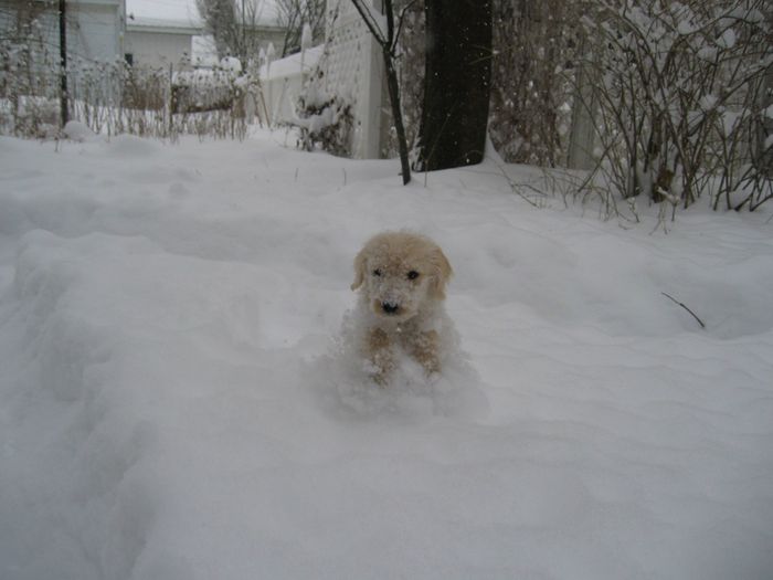 NWR - lost my Labradoodle boy.