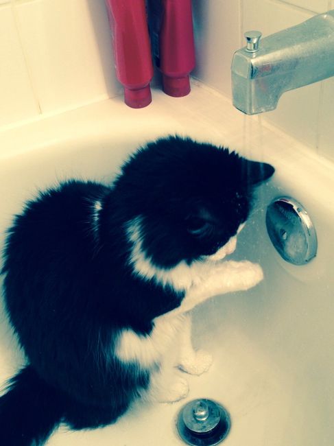 NWR: Meet our new furbaby!