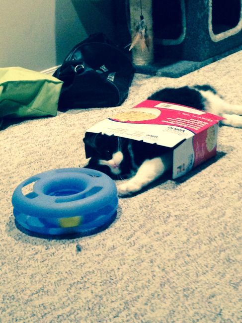 NWR Happy Fursday! Show me your fur babies!
