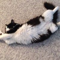 NWR Happy Fursday! Show me your fur babies!