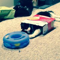 NWR Happy Fursday! Show me your fur babies!