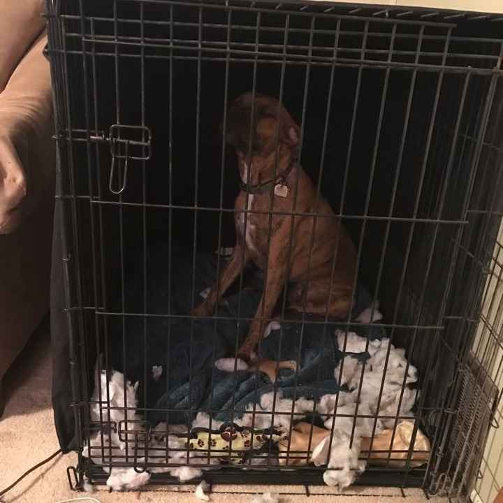 We got a puppy!!!!! UPDATE Crate Training Advice!