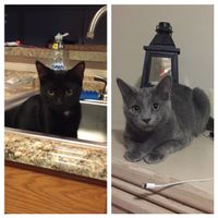 NWR: Puppies and fur babies!