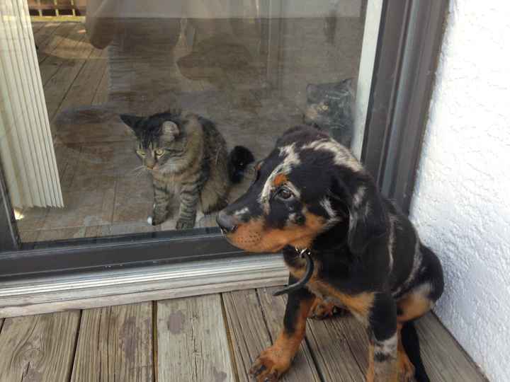 Show me your puppies!