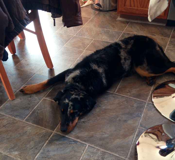 Show me your puppies!