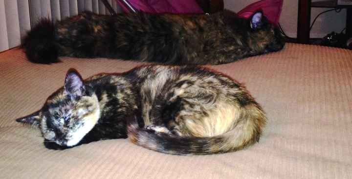 Show me your puppies!