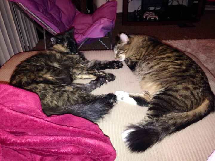 Show me your puppies!