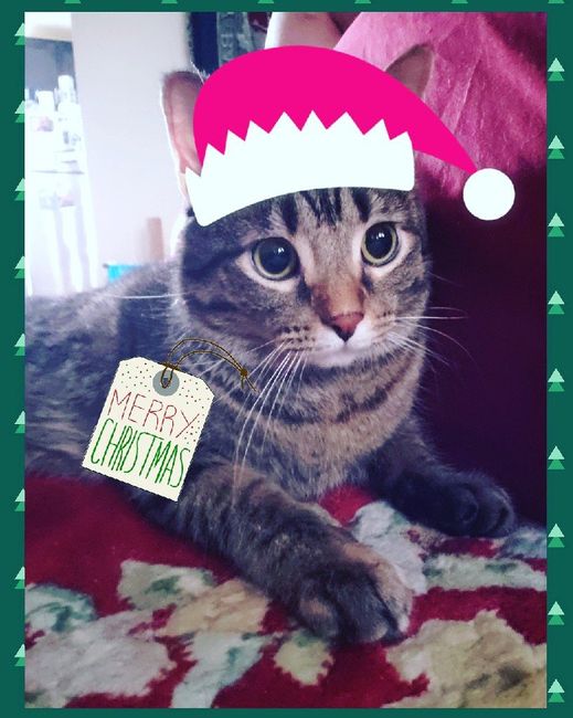Merry Christmas! - 1