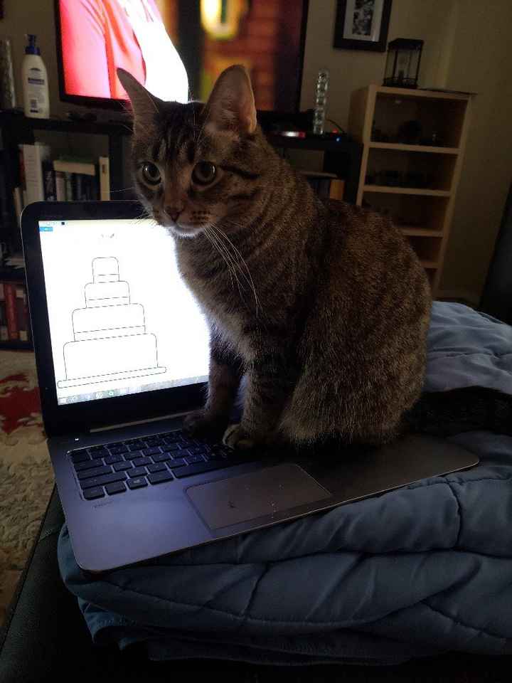 Animal Assistance :d - 1